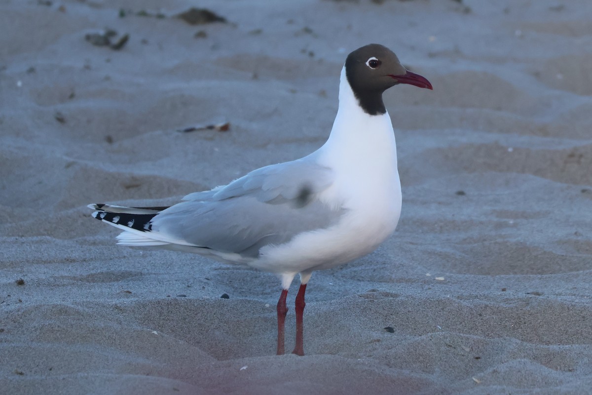 Brown-hooded Gull - ML611484835