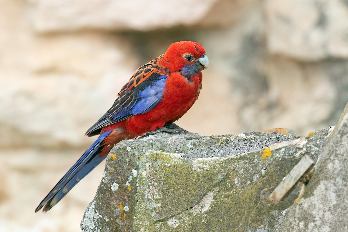 Crimson Rosella - David Irving