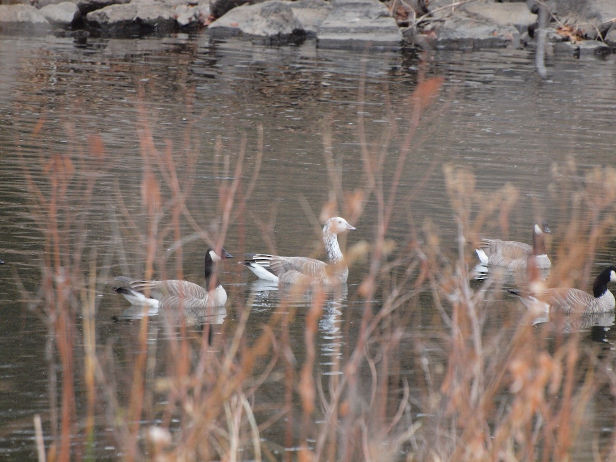 Snow/Ross's x Cackling/Canada Goose (hybrid) - Shawn McCandless