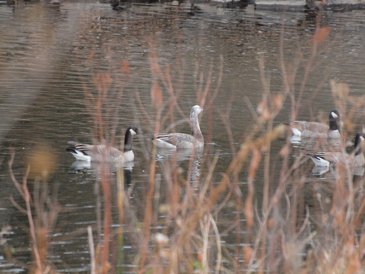 Snow/Ross's x Cackling/Canada Goose (hybrid) - ML611484904