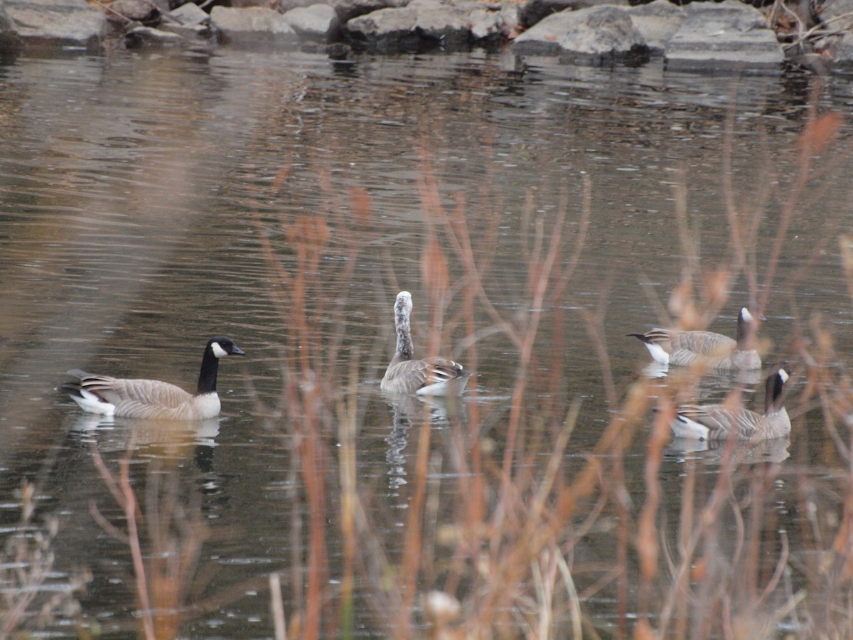 Snow/Ross's x Cackling/Canada Goose (hybrid) - Shawn McCandless