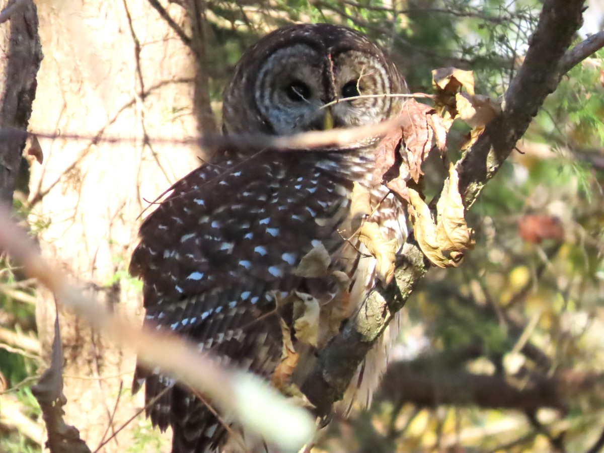 Barred Owl - ML611484912
