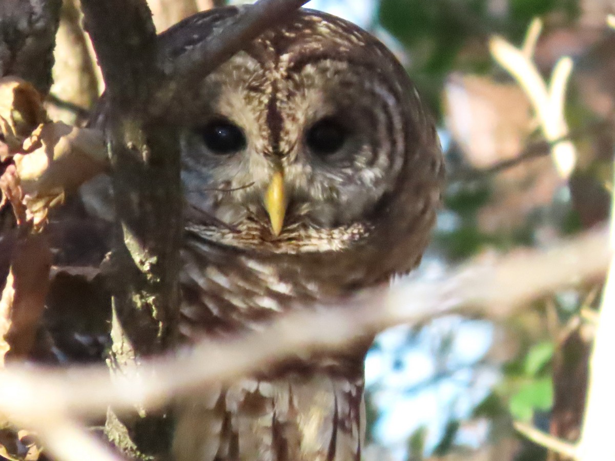 Barred Owl - ML611484913