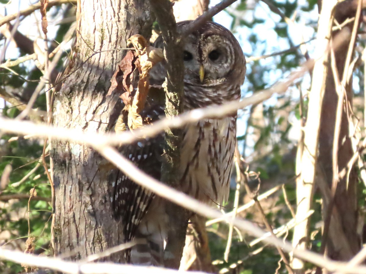 Barred Owl - ML611484914