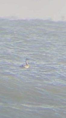 Western/Clark's Grebe - ML611484934