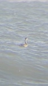 Western/Clark's Grebe - ML611484935