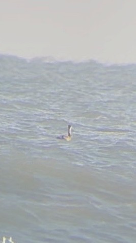 Western/Clark's Grebe - ML611484936