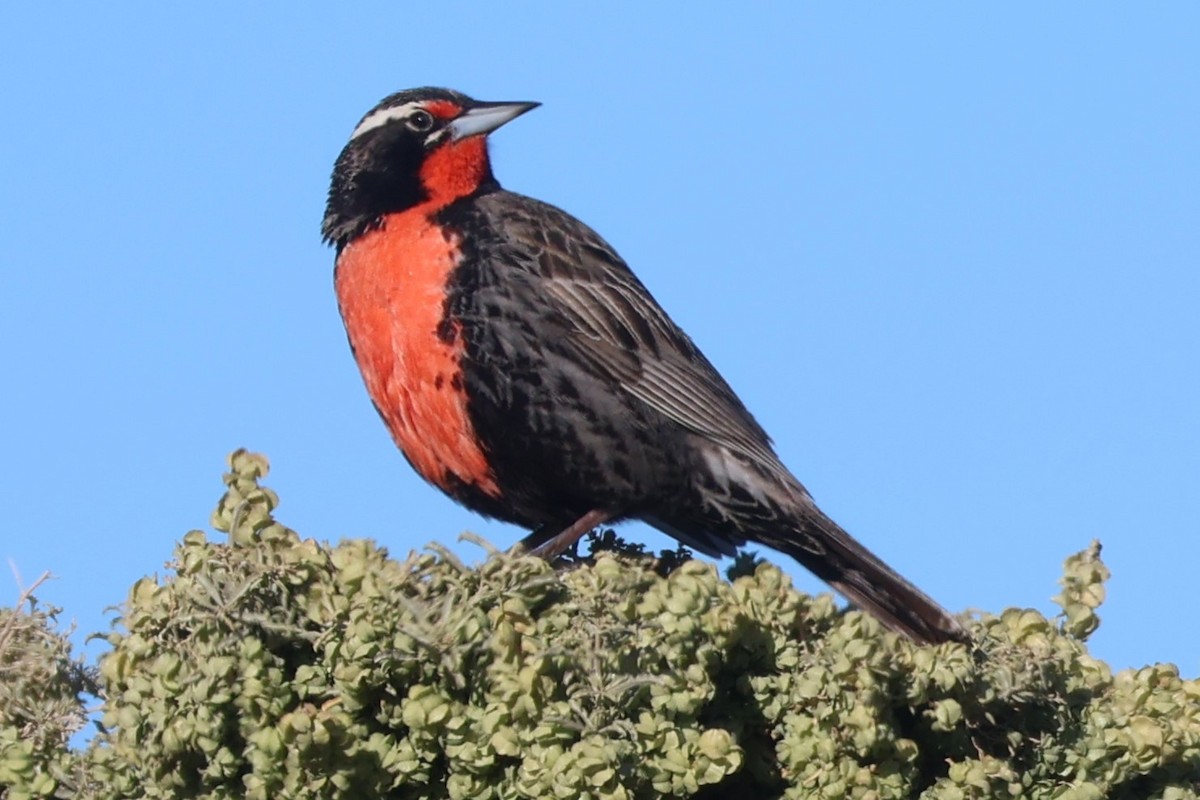 Long-tailed Meadowlark - ML611484943