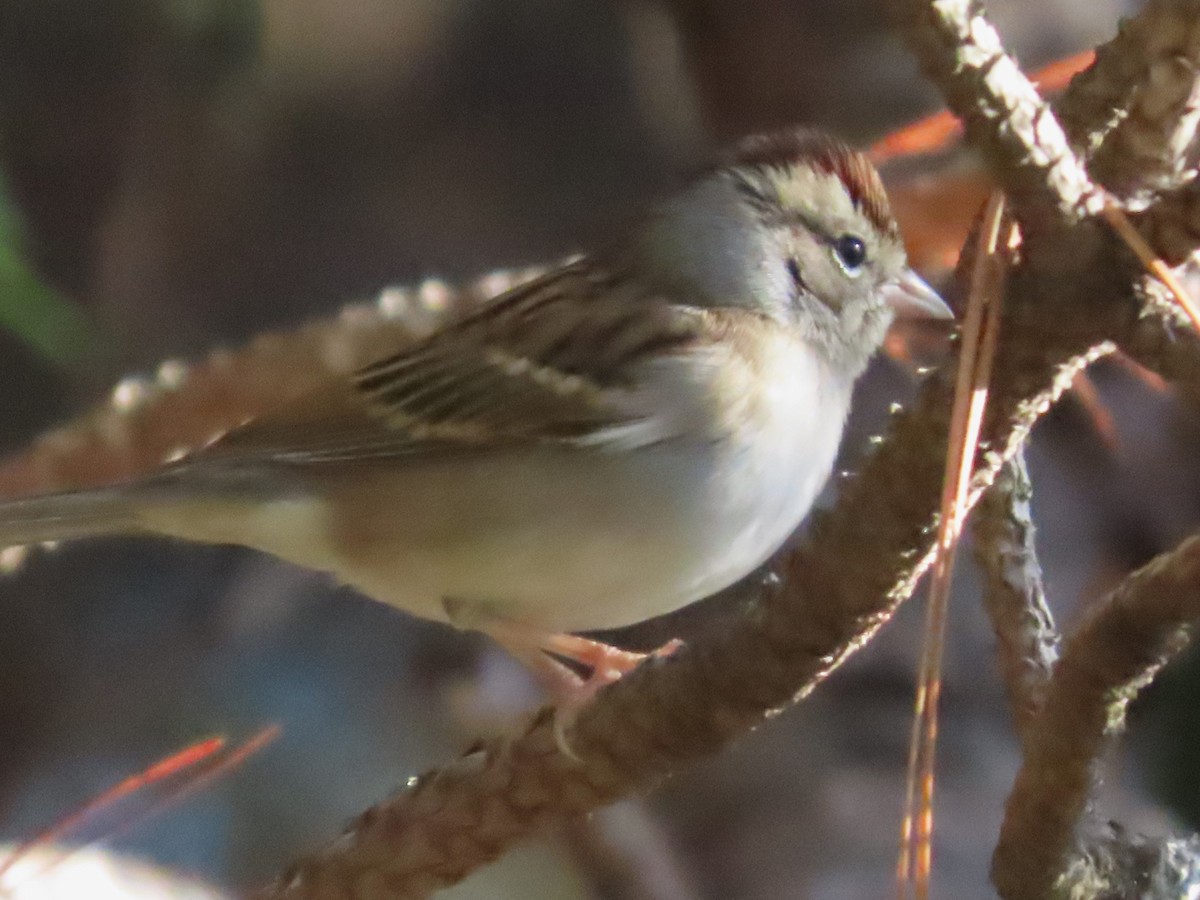 Chipping Sparrow - ML611484980
