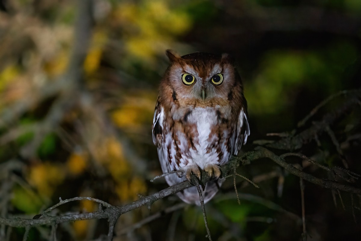 Eastern Screech-Owl - ML611485014