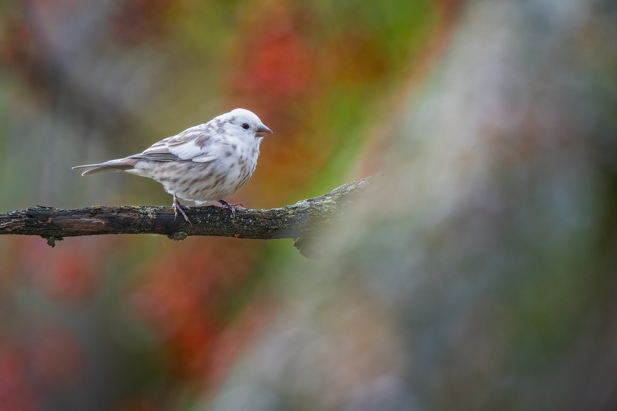 House Finch - ML611485025