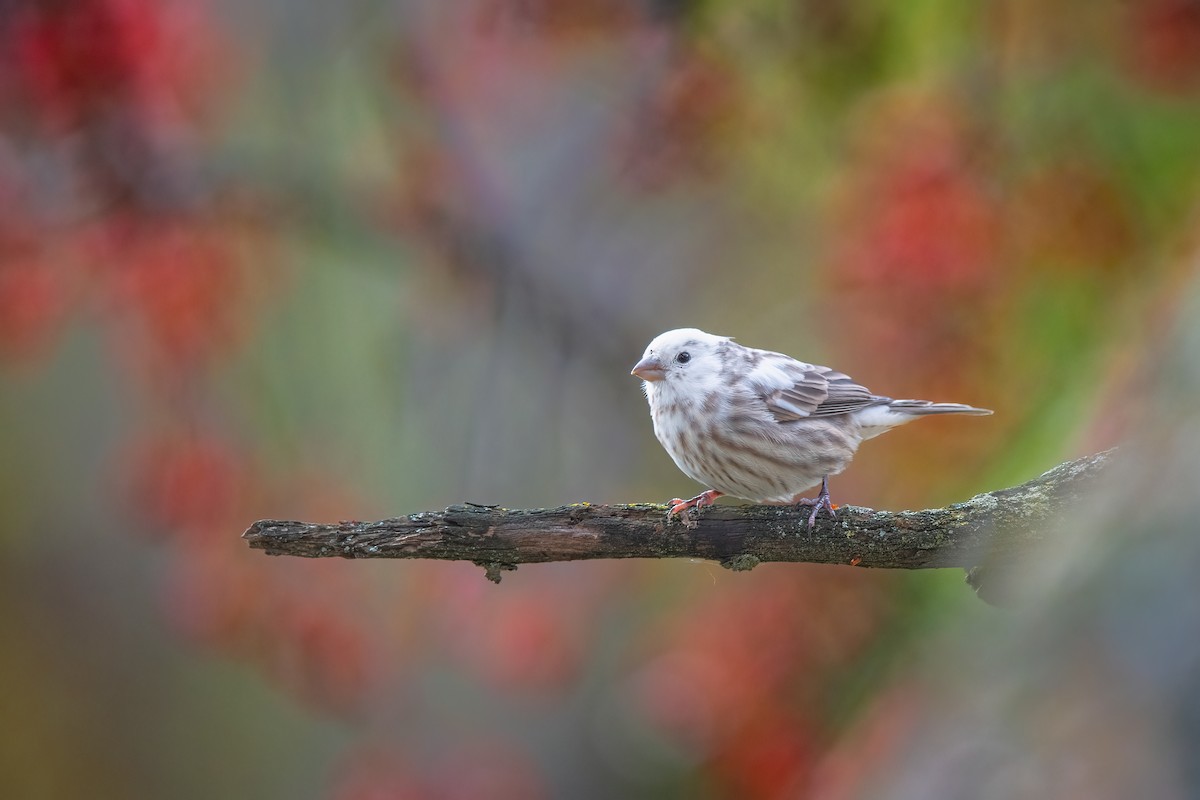 House Finch - ML611485026