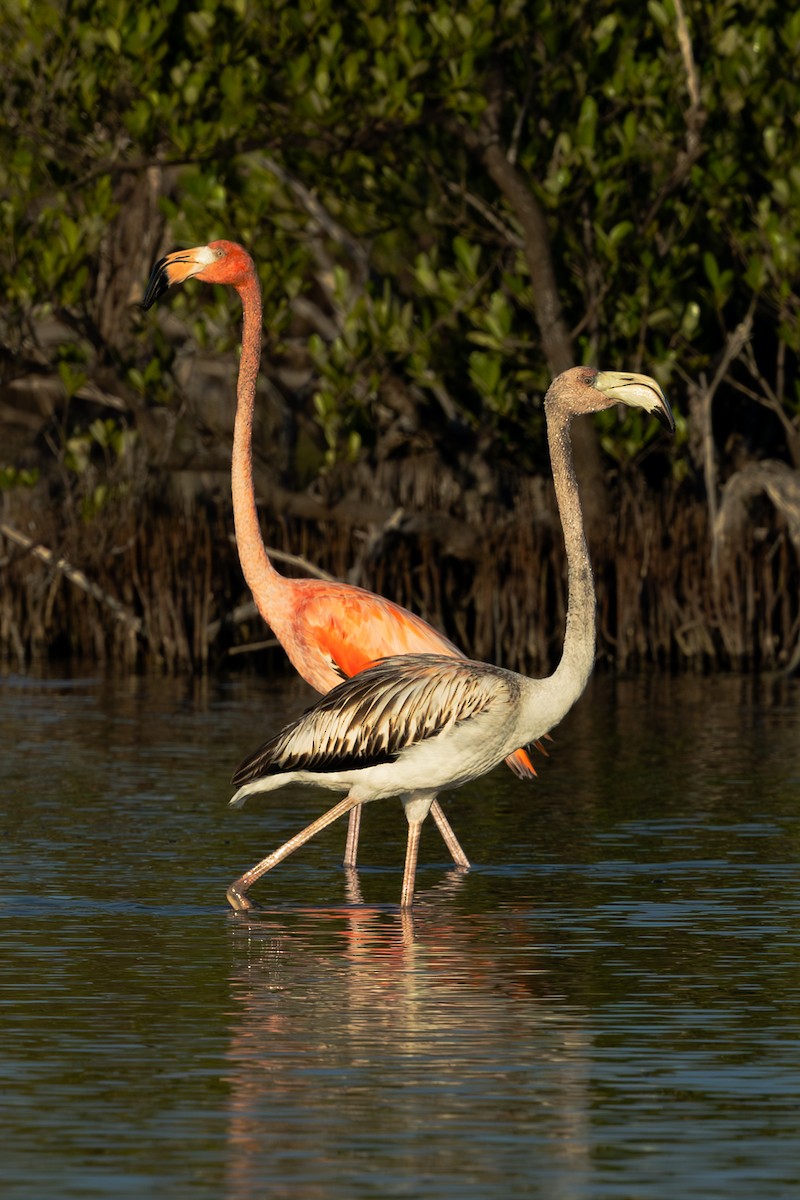 American Flamingo - ML611485049