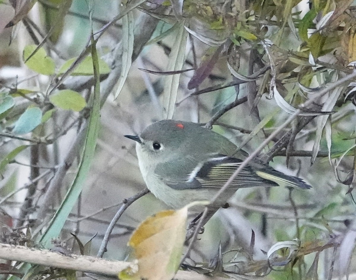 Ruby-crowned Kinglet - ML611485055