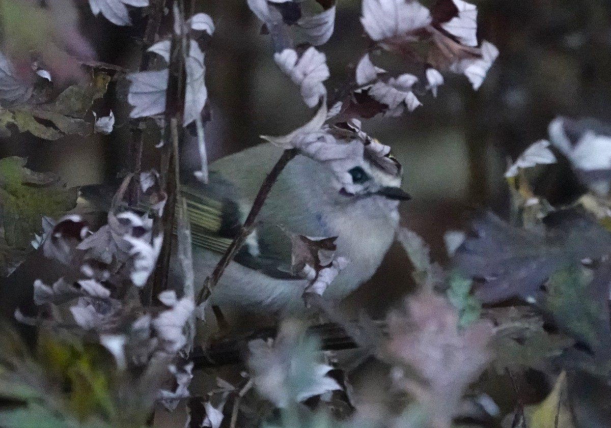 Roitelet à couronne dorée - ML611485056