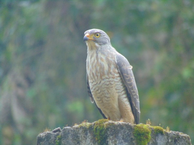 Roadside Hawk - ML611485112
