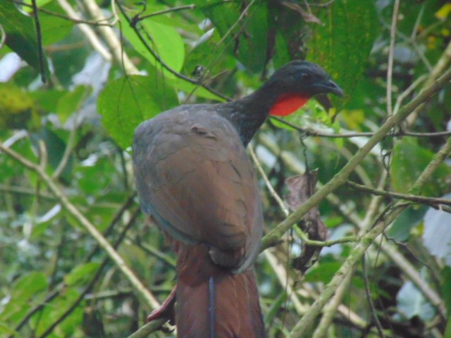 Cauca Guan - ML611485121