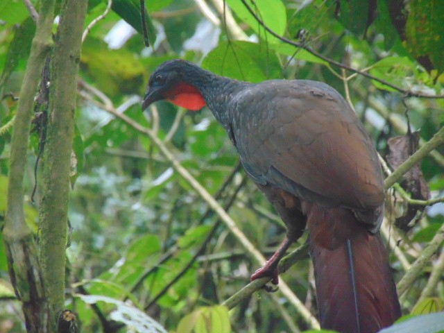 Cauca Guan - ML611485147