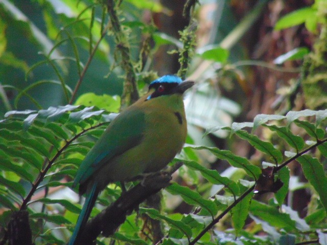 Andean Motmot - ML611485167