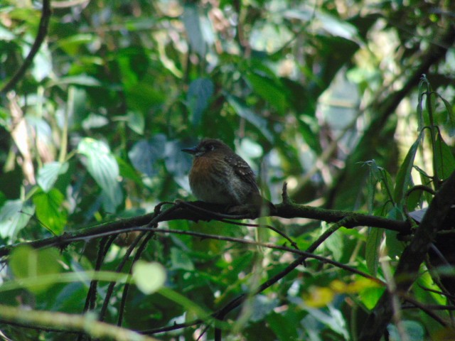 Moustached Puffbird - ML611485185