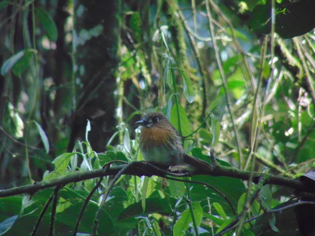 Moustached Puffbird - ML611485186