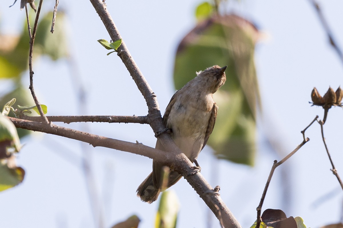 Horsfield's Bronze-Cuckoo - ML611485203