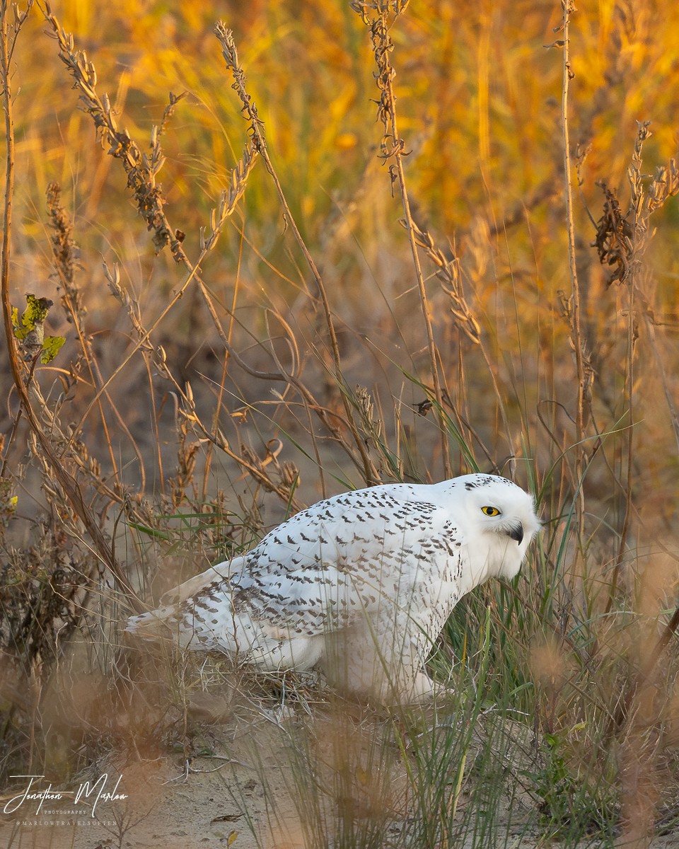 Snowy Owl - ML611485262