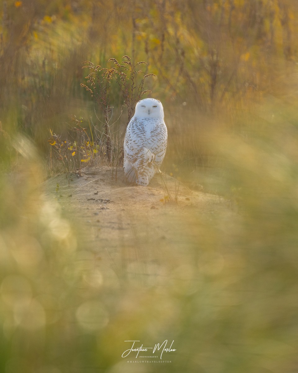 Snowy Owl - ML611485271
