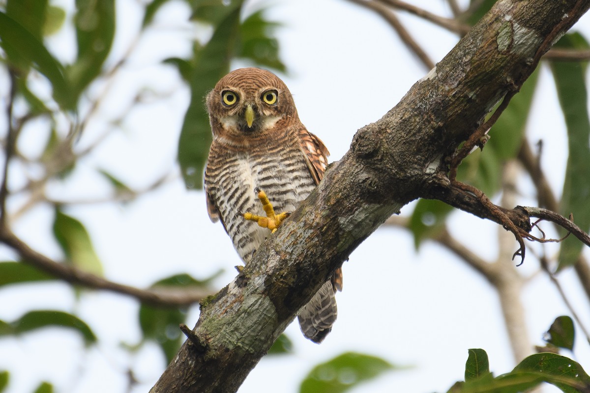 Jungle Owlet - ML611485287