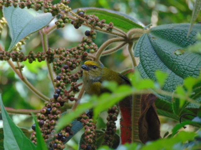 Orange-bellied Euphonia - ML611485294