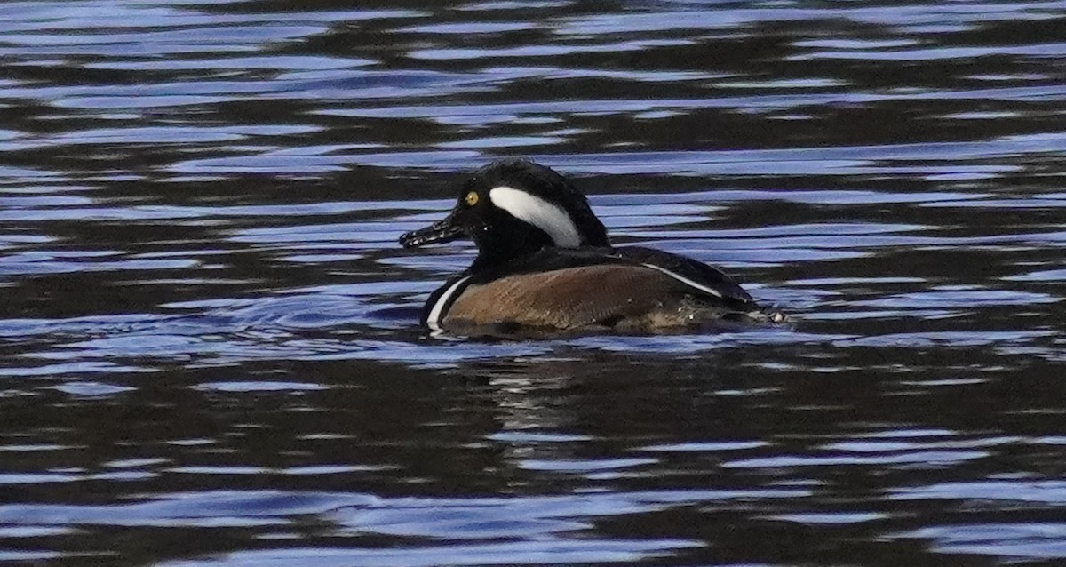 Hooded Merganser - Laurel Bishow