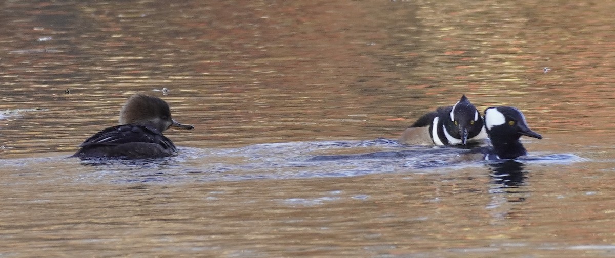 Hooded Merganser - ML611485328