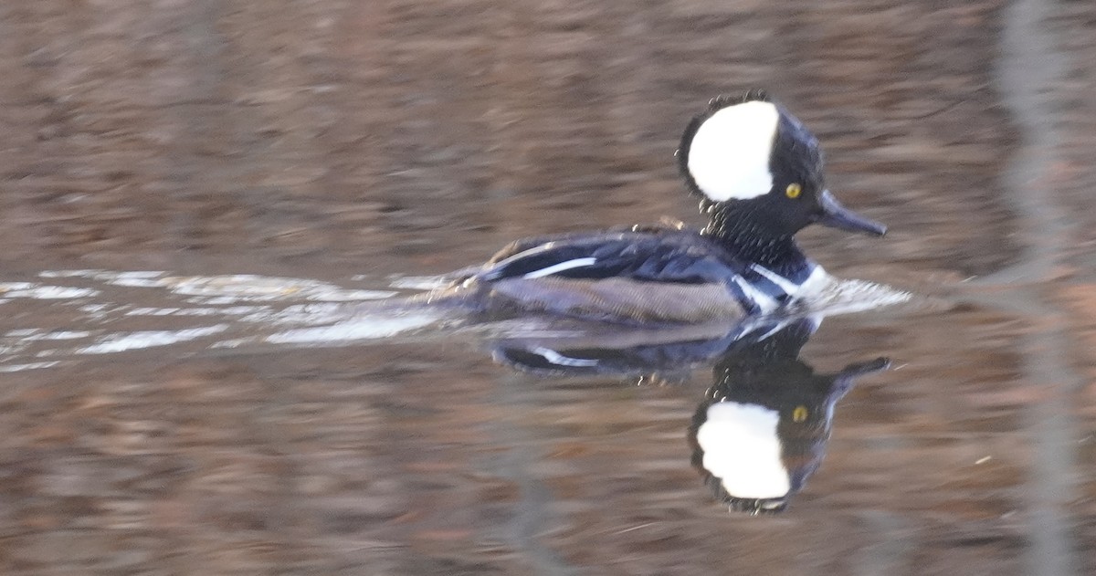 Hooded Merganser - Laurel Bishow