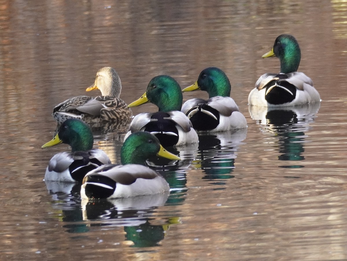 Canard colvert - ML611485332