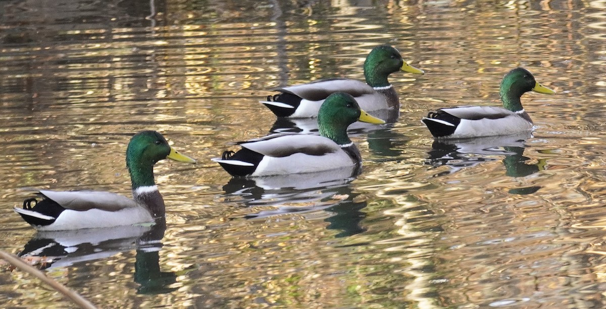 Mallard - Laurel Bishow