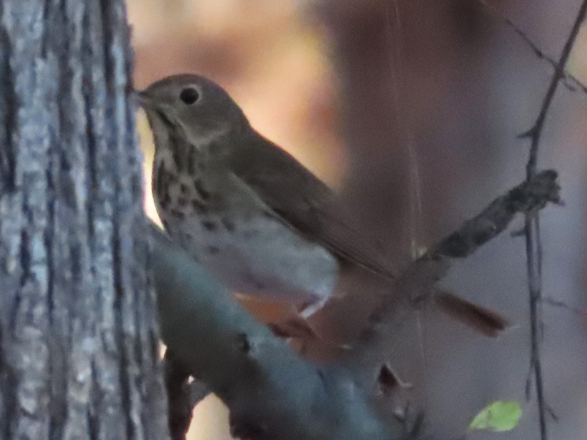 Hermit Thrush - ML611485335