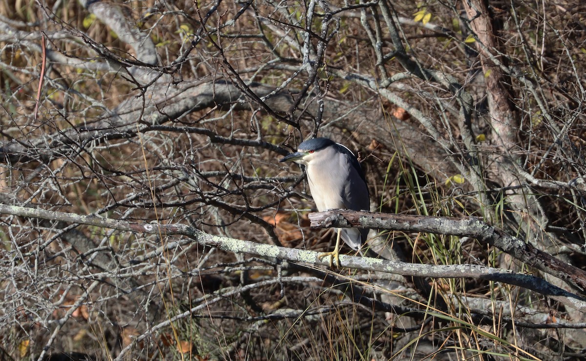 Black-crowned Night Heron - ML611485349