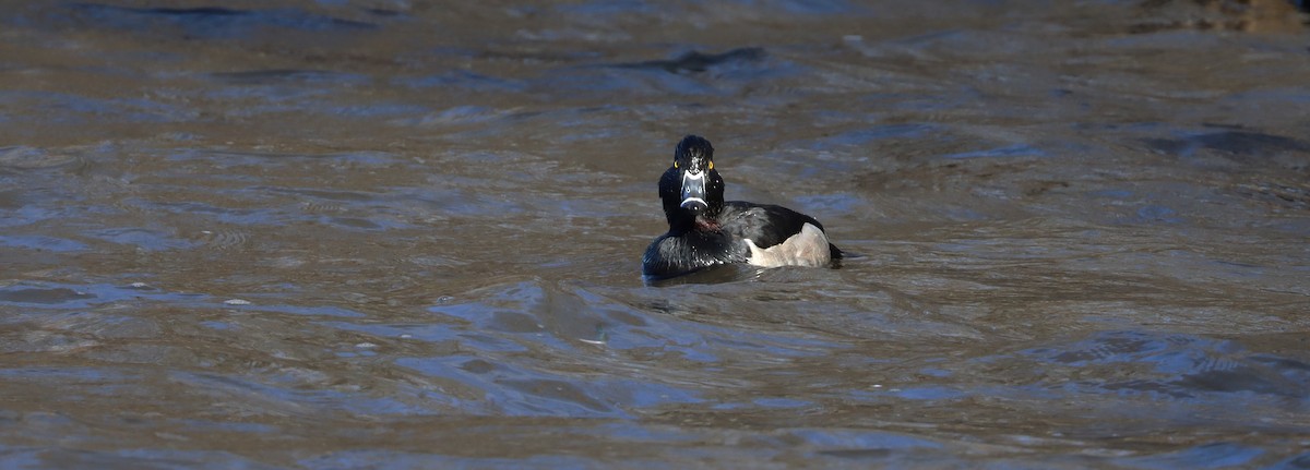 Ring-necked Duck - ML611485354