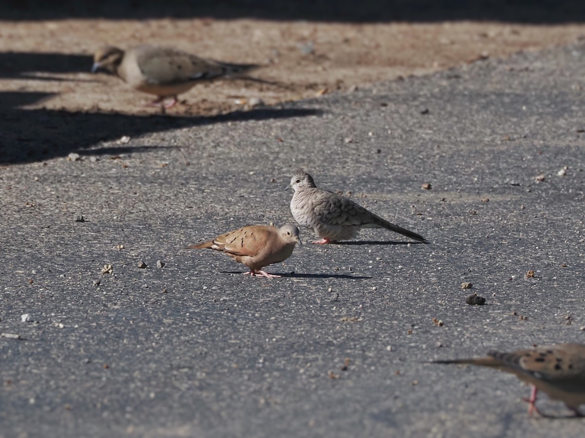 Ruddy Ground Dove - ML611485357