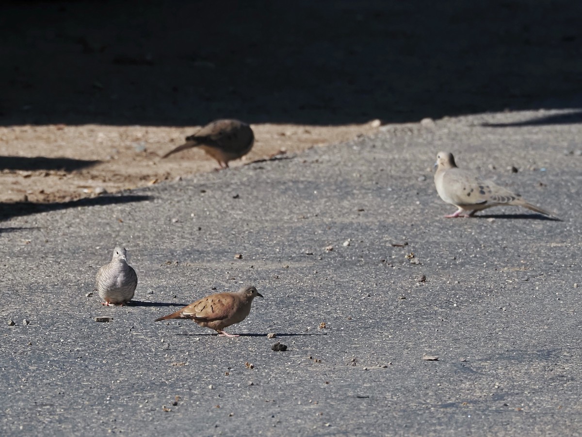 Ruddy Ground Dove - ML611485358