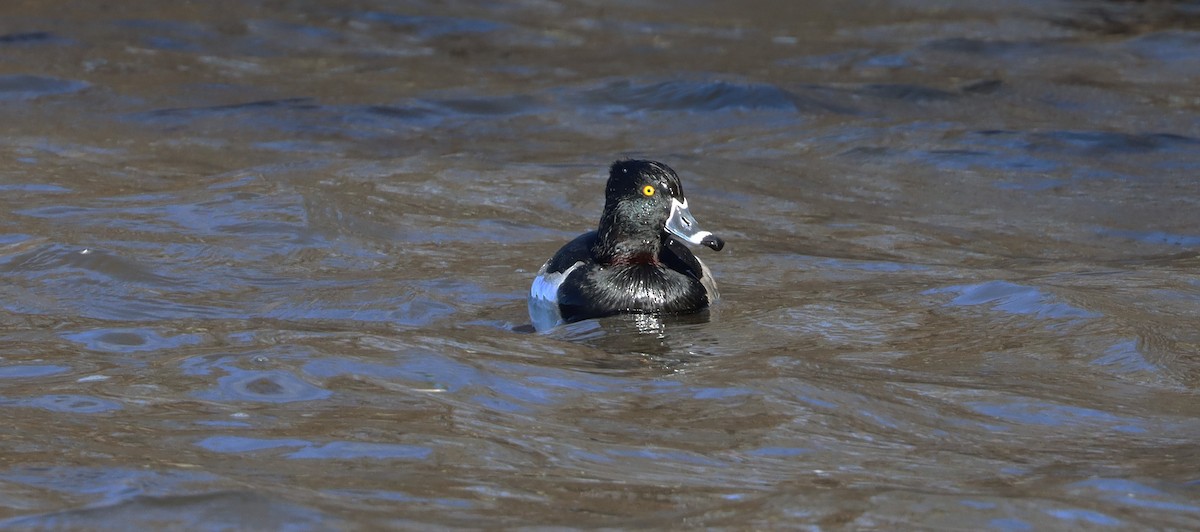 Ring-necked Duck - Stefan Mutchnick