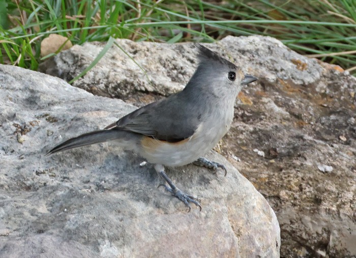 Black-crested Titmouse - ML611485416