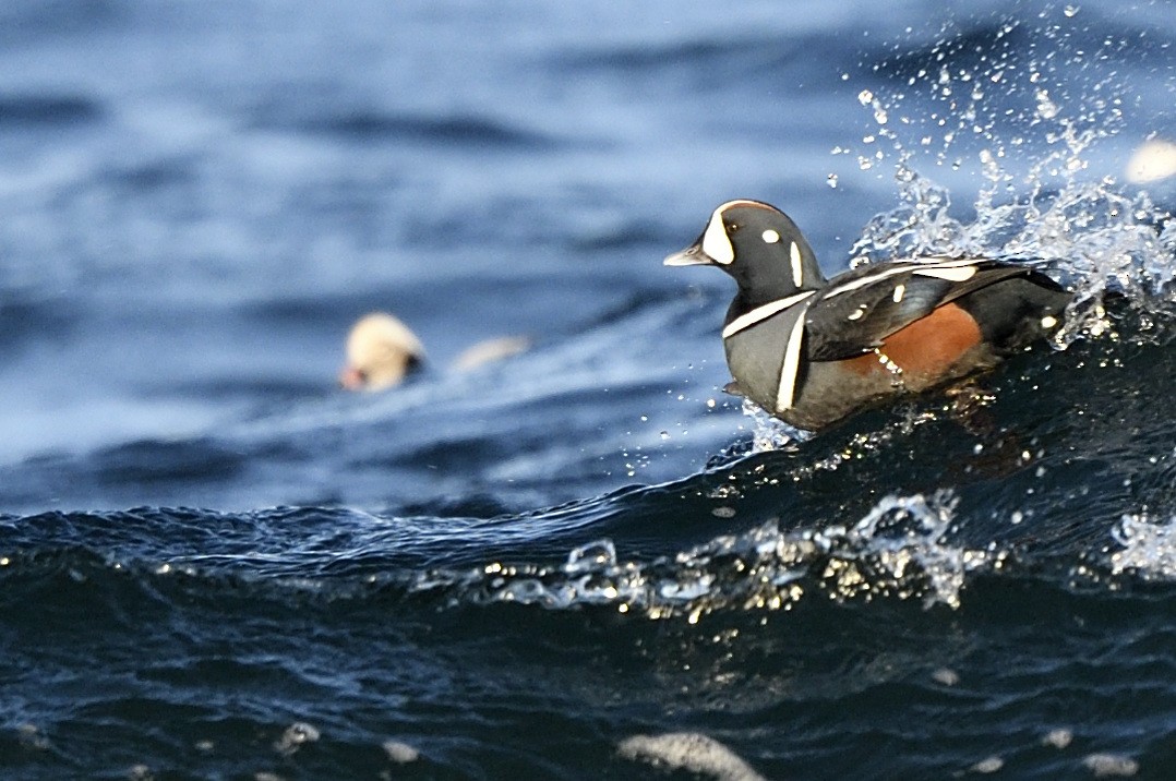 Harlequin Duck - Jyothish Nelson