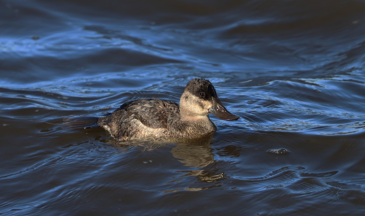 Ruddy Duck - ML611485419