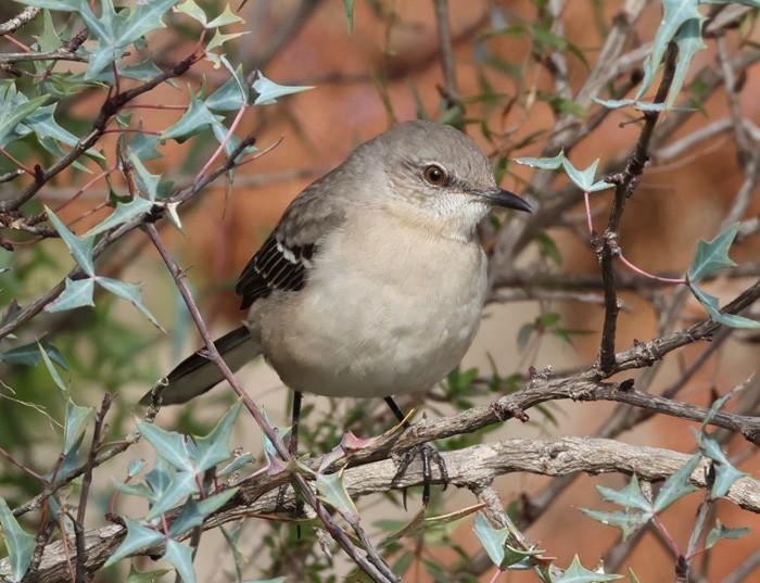 Northern Mockingbird - ML611485420