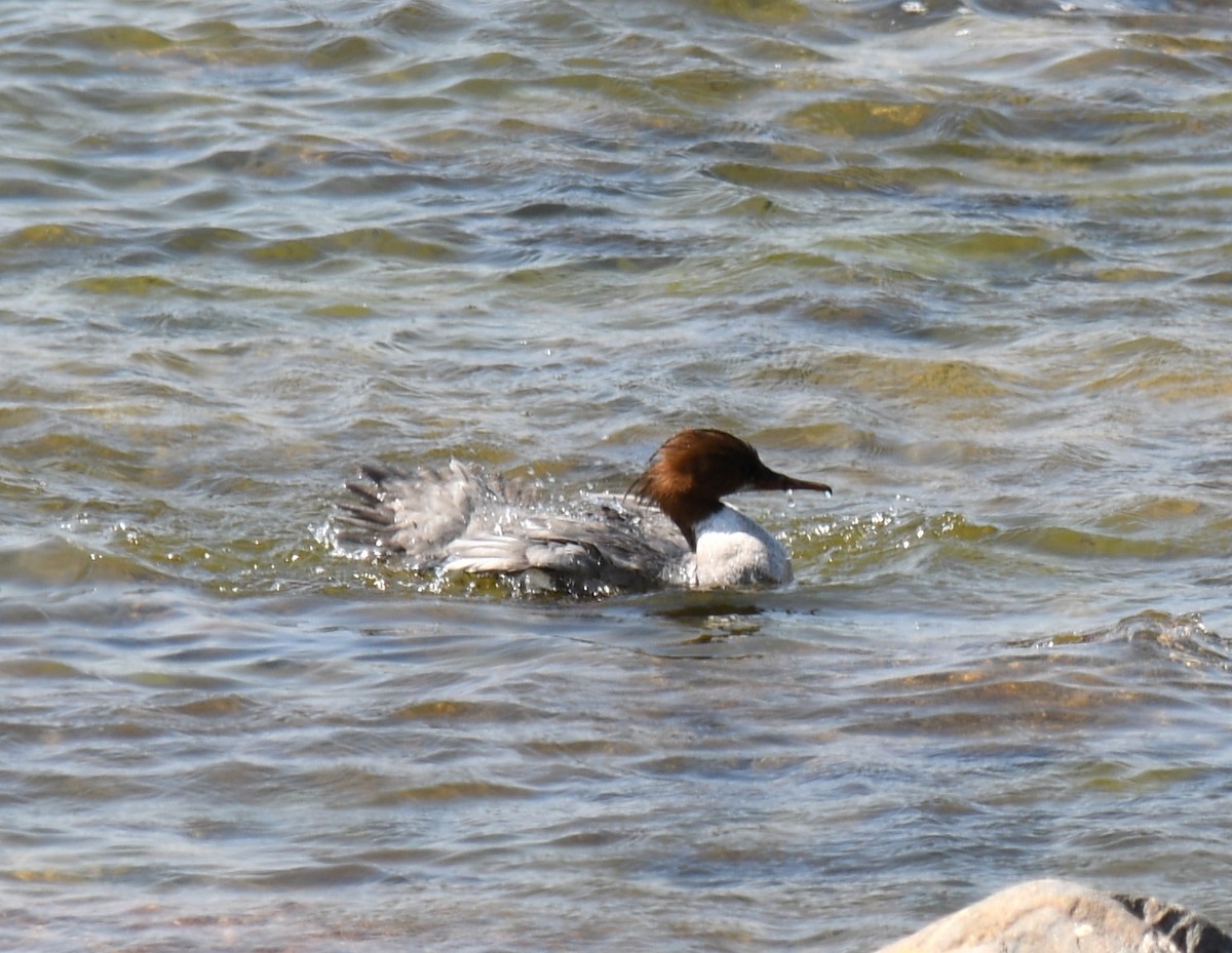 Common Merganser - ML611485432