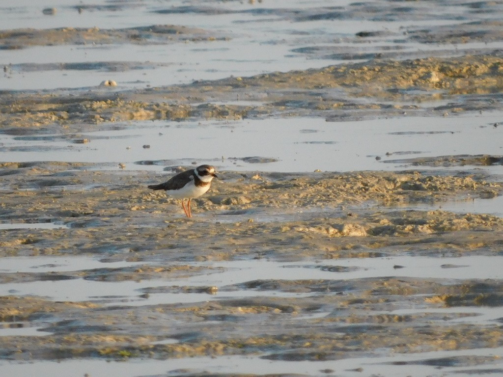 Common Ringed Plover - ML611485451