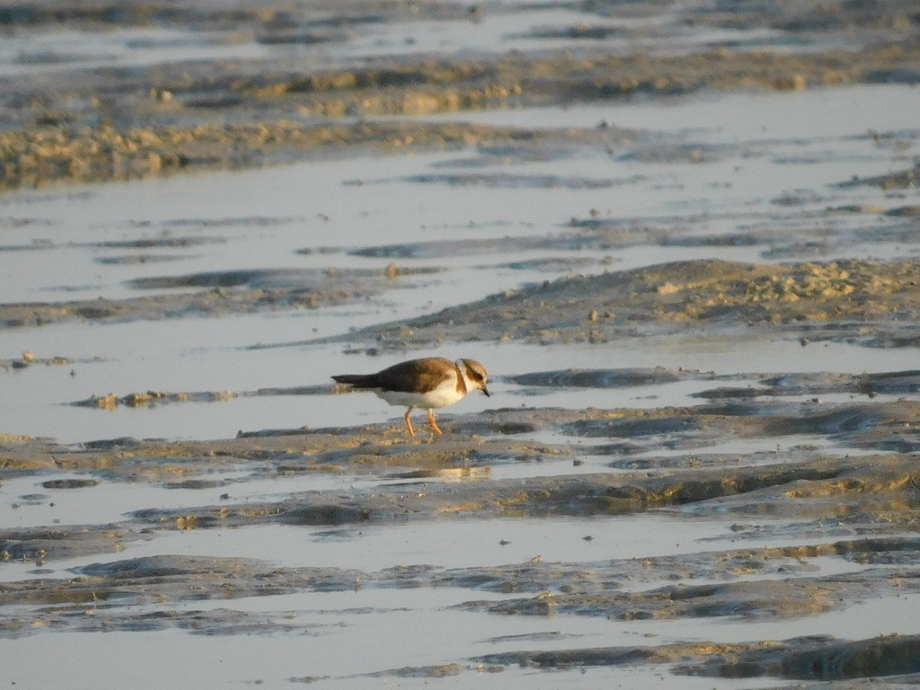 Common Ringed Plover - ML611485460