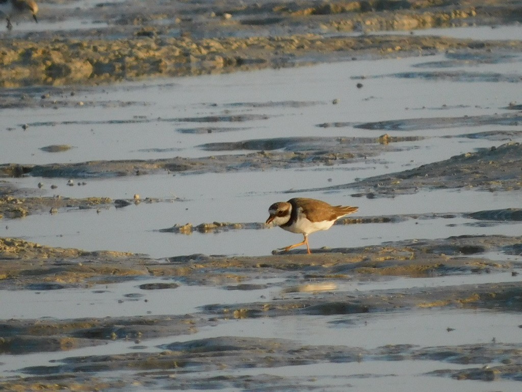 Common Ringed Plover - ML611485464
