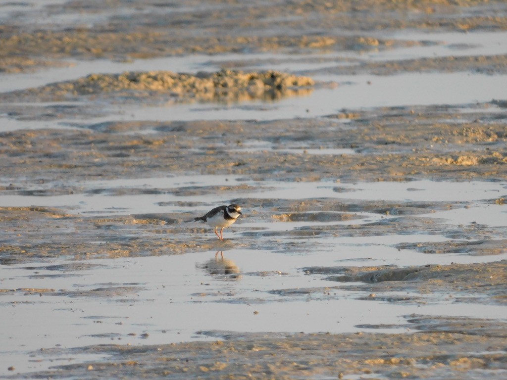 Common Ringed Plover - ML611485475